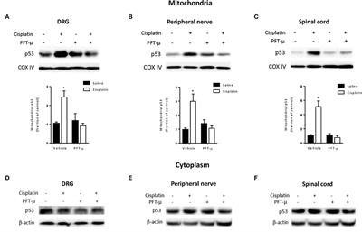 Inhibition of Mitochondrial p53 Accumulation by PFT-μ Prevents Cisplatin-Induced Peripheral Neuropathy